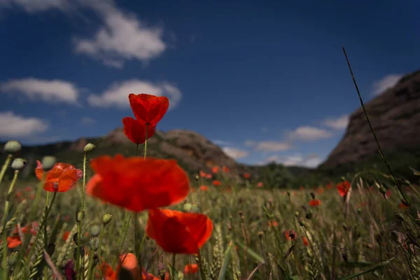 Velké Červené Máky Pšeničném Poli Jaře — Stock fotografie