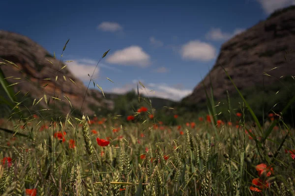 Великі Червоні Маки Пшеничному Полі Навесні — стокове фото