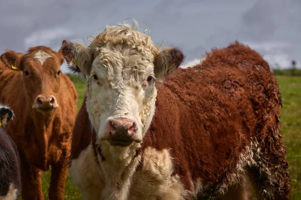 Herd Van Koeien Kalveren Inquisitive Limousin Een Boerderij Ierland — Stockfoto