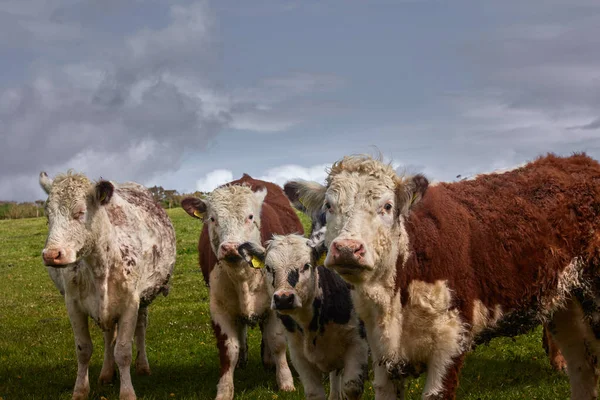Herd Van Koeien Kalveren Inquisitive Limousin Een Boerderij Ierland — Stockfoto
