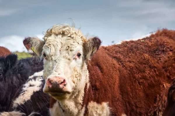 Groep Koeien Kalfsvlees Zoek Naar Camera Nieuwsgierig Een Weide — Stockfoto
