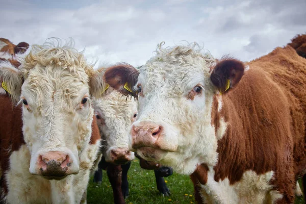 Kudde Bruine Witte Koeien Groene Weide Ierland — Stockfoto