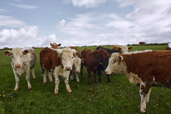 Kudde Koeien Die Naar Camera Staren Het Ierse Platteland — Stockfoto