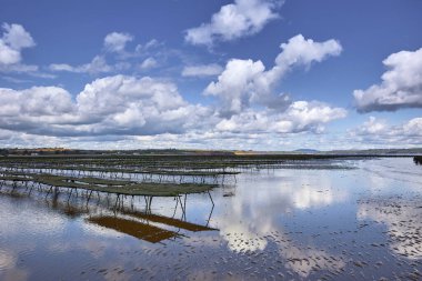 Woodstown Beach, Waterford, Ireland. Oyster and seafood farm on the beach. Bed lines with reflection on the water