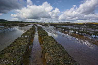 Woodstown Beach, Waterford, Ireland. Several oyster and seafood farm on the beach.food production.