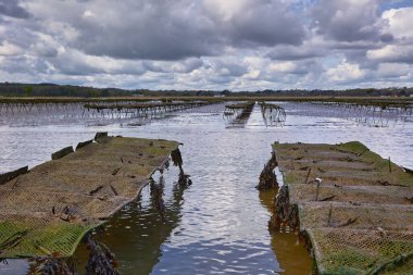 Woodstown Sahili, Waterford, İrlanda. Sahilde istiridye ve deniz ürünleri çiftliği. Büyüyüp toplandıkları yatak ipleri..