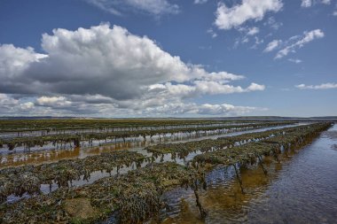 Woodstown Sahili, Waterford, İrlanda. Sahilde istiridye ve deniz ürünleri çiftliği. Büyüyüp toplandıkları yatak ipleri..