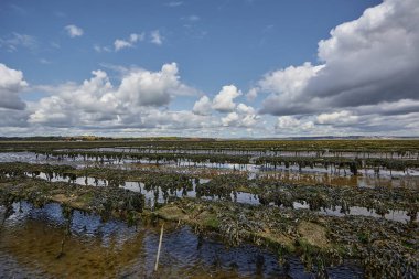 Woodstown Sahili, Waterford, İrlanda. Sahilde istiridye ve deniz ürünleri çiftliği. Büyüyüp toplandıkları yatak ipleri..