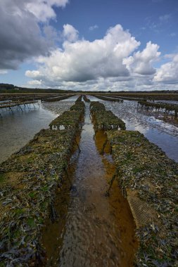 Woodstown Sahili, Waterford, İrlanda. Sahilde istiridye ve deniz ürünleri çiftliği. Büyüyüp toplandıkları yatak ipleri..