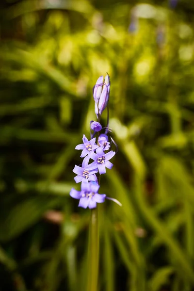 Macro Photography Bluebells Hyacinthoides Unfocused Background Copy Space — Φωτογραφία Αρχείου