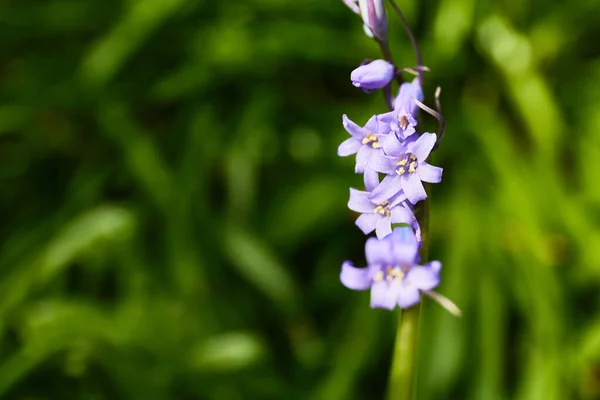 Macro Photography Bluebells Hyacinthoides Unfocused Background Copy Space — Φωτογραφία Αρχείου