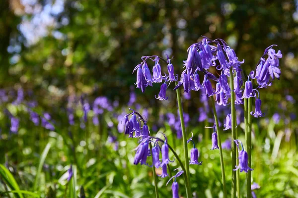 Horizontal Format Bluebells Hyacinthoides Wild Flowers Spring Time — Fotografia de Stock