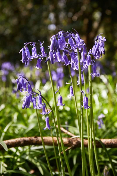 Vertical Format Bluebells Hyacinthoides Wild Flowers Spring Time — Fotografia de Stock