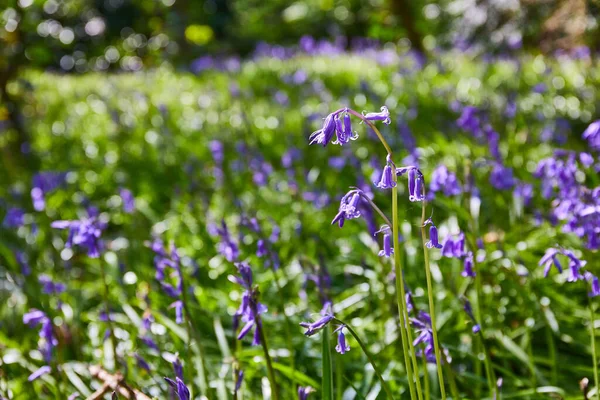 Bluebells Hyacinthoides Wild Flowers Blooming Forest Ireland — Fotografia de Stock