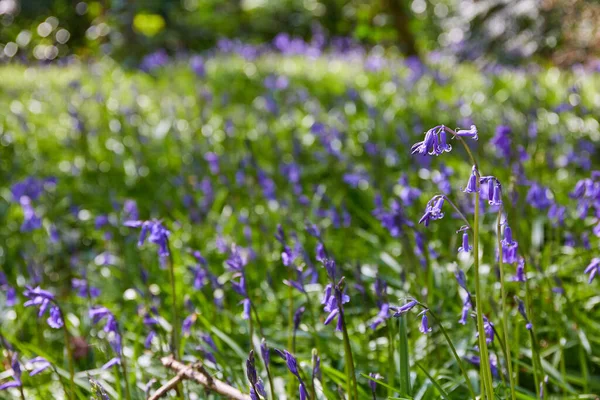 Group Bluebells Hyacinthoides Wild Flowers Blooming Forest Ireland — Foto de Stock