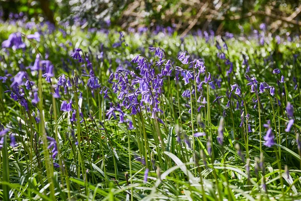 Several Bluebells Hyacinthoides Wild Flowers Blooming Forest Ireland — Stock Photo, Image