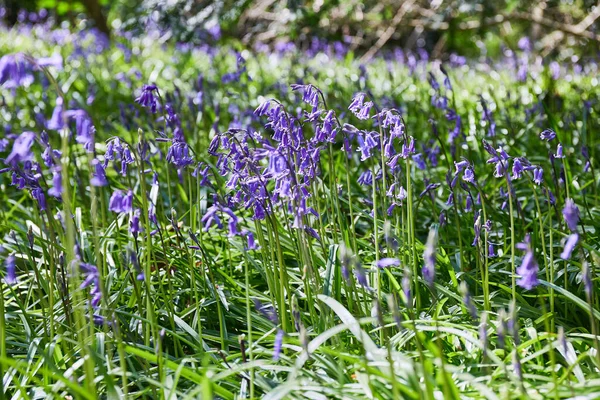 Group Bluebells Hyacinthoides Wild Flowers Blooming Forest Ireland — Fotografia de Stock