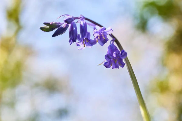 Horizontal Close Hyacinthoides Bluebells Grass Blur Background Ireland — Fotografia de Stock