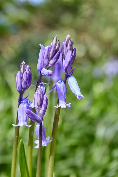 Гіацинтоїди Блакитні Досить Дикі Весняні Квіти Рибне Поле — стокове фото