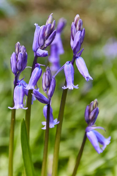 Some Bluebells Hyacinthoides Bloom Spring Grass Background Irish Spring — Photo