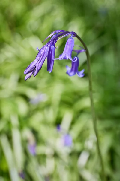 Close Bluebells Hyacinthoides Wild Flowers Blooming Spring Irish Field — Stock Photo, Image