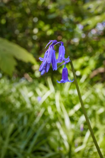 Bluebells Hyacinthoides Wild Flowers Blooming Spring Irish Field — Fotografia de Stock