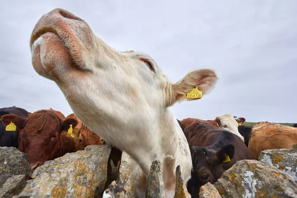 Портрет Фризской Коровы Эргидой Светлым Фоном Ирландия — стоковое фото