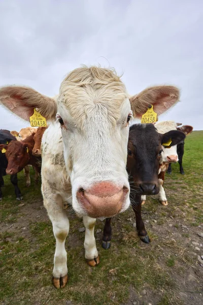 white cow with giant ears and huge headIreland