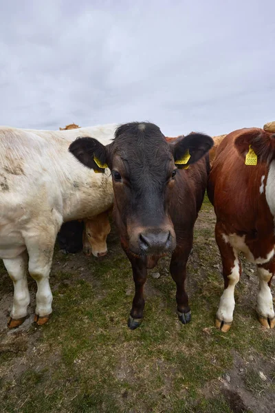 Verticaal Formaat Van Koeien Die Een Ranch Grazen Ierland — Stockfoto