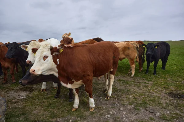 Groep Koeien Grazend Groene Weide Met Kopieerruimte Ierland — Stockfoto