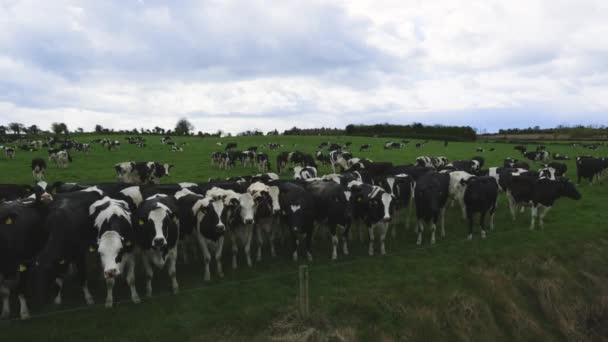 Grupo Vacas Friesianas Rancho Irlanda — Vídeo de Stock