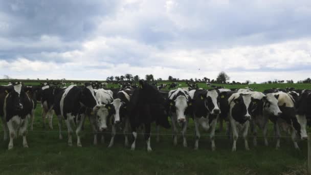 Skupina Fritézských Krav Ranči Irsko — Stock video