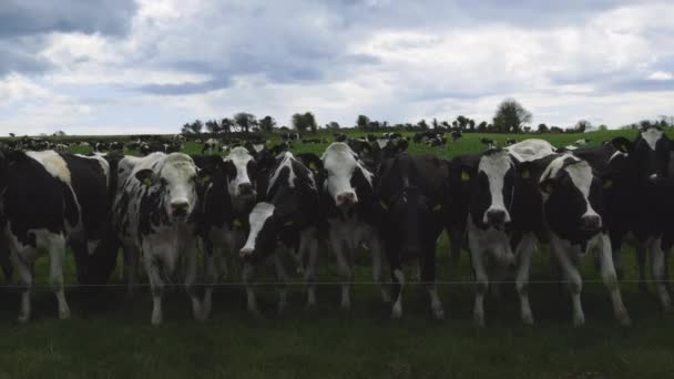 Grupo Vacas Pastando Prado Verde Com Espaço Cópia Irlanda — Vídeo de Stock