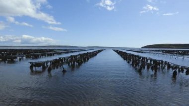 Woodstown Sahili, Waterford, İrlanda. Açık denizlerde istiridye üretimi, yumuşakça balık çiftliği. Beslenmek için hayvan üretimi