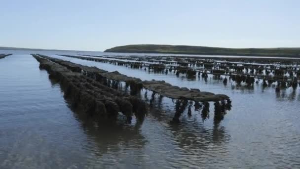 Osztrigatermelési Vonalak Nyílt Tengeren Puhatestű Halgazdaságok Állattenyésztés Woodstown Beach Waterford — Stock videók