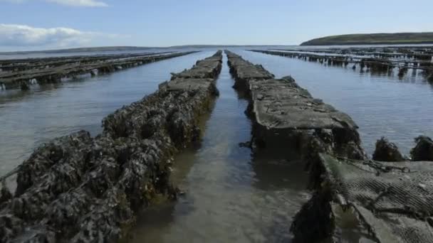 Woodstown Beach Waterford Irland Produktion Von Austern Auf Hoher See — Stockvideo