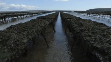 Woodstown Sahili, Waterford, İrlanda. Sahilde istiridye ve deniz ürünleri çiftliği. Büyüyüp toplandıkları yatak ipleri..