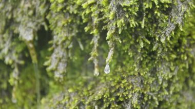 Su damlacıkları ve yağmur damlaları serin bir ortamda ağır çekimde akan yosunlar. Doğal ortam