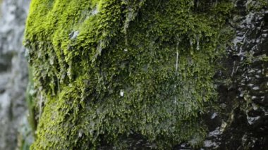 Yosun taşlarından akan ferahlatıcı su damlaları ormandaki çağlayanın yakın çekimini tamamlar..