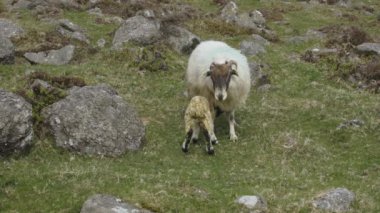 Otların arasında anne koyunundan kuzu emiyor. Tarım. Waterford İrlanda