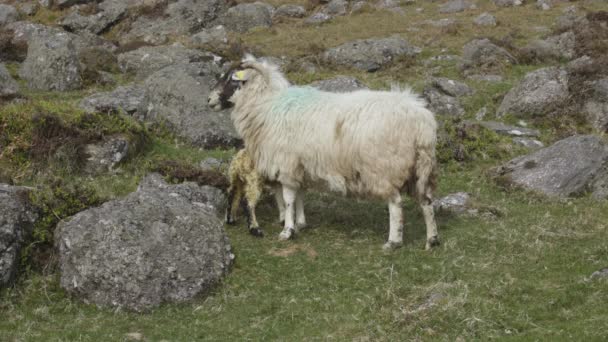 春天的时候 山羊和它的妈妈在山上 爱尔兰 — 图库视频影像