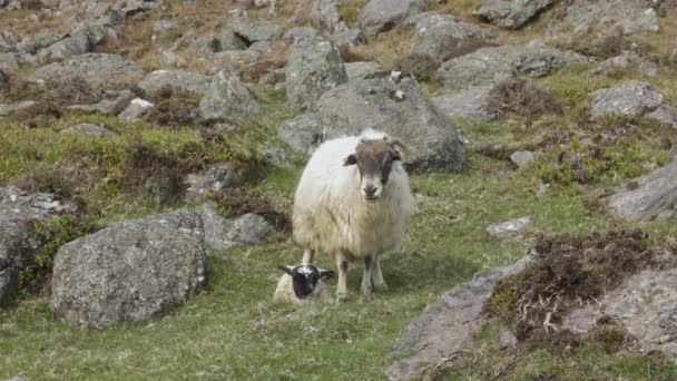 Koza Ssąca Matki Świeżym Powietrzu Wolności Irlandia — Wideo stockowe