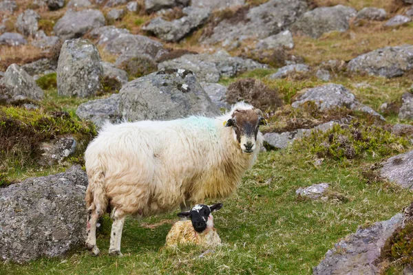 Neugeborenes mit seiner Mutter in einer natürlichen Umgebung in Freiheit. — Stockfoto