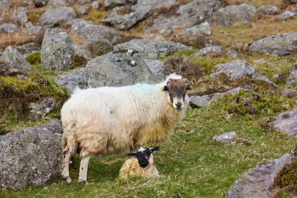 Neu Geboren Mit Seiner Mutter Einer Natürlichen Umgebung Freiheit Irland — Stockfoto