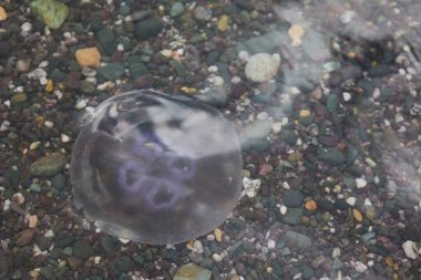 Deniz anaları sahile yakın denizde yüzer.