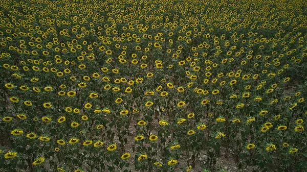 Vue zénithale de la ferme de tournesol, production biologique et naturelle — Photo