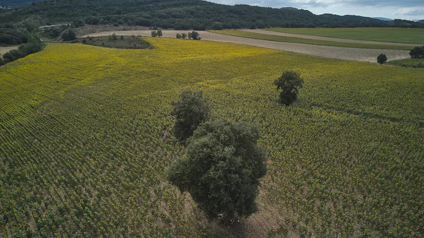 木々の間に広がる広大なひまわり畑。無人機から見た壮大な農業プランテーション — ストック写真