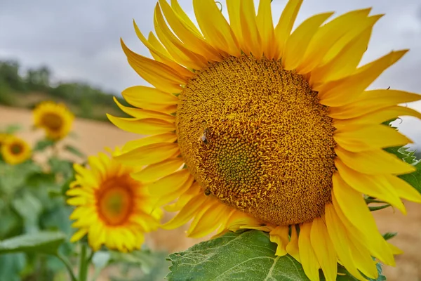 Mycket stängt porträtt av en solros, med en geting tar sin pollen.makro skott. — Stockfoto