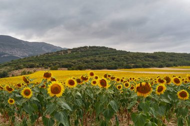 Bulutlu gökyüzü olan ayçiçeği tarlası. Burgos, İspanya