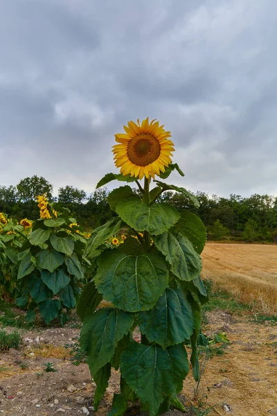 Stor solros blommar på en gård med molnig himmel och kopiera utrymme — Stockfoto
